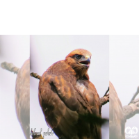 گونه سارگپه استپی Common Buzzard